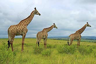 Giraffes
