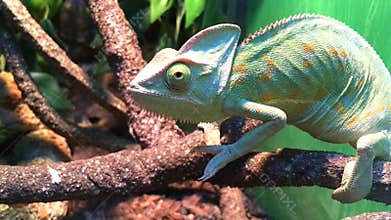 Chameleon on the branch