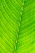 Part of the leaf in the butterfly garden.