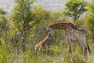 Mother and baby giraffe in natural bush