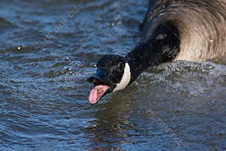 Aggressive Canada Goose Honking and chasing around other Canada