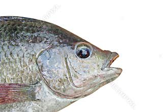 Nile tilapia , freshwater fish,asia isolated on white background