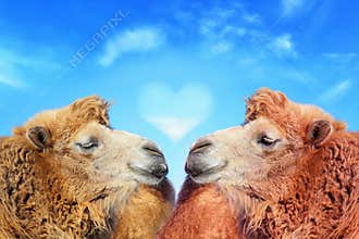 Two Camels with Love