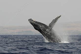 Humpback breach 5533