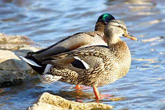 Mallard Ducks