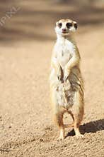 Portrait of Meerkat Suricata suricatta, African native animal, small carnivore