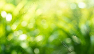 Beautiful blur greenery leaf in forest.nature background ideas