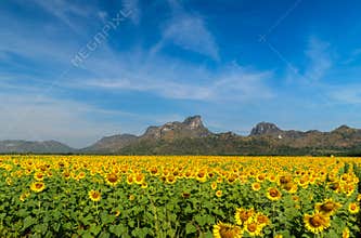 Sunflowers field farm in Lop buri