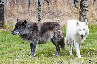 Wolfdogs in the woods