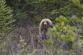 Grizzly bear in the bushes