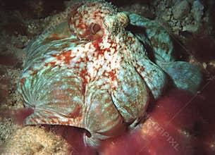 Feeding octopus