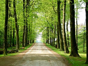 Forest walking path 1