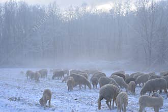 Flock of sheep grazes on a snow-covered field