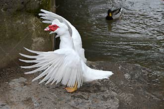 Drake Ventilating His Feathers