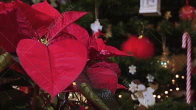 Poinsettia Christmas blossomed plant with top bright red petals before lit Christmas tree.