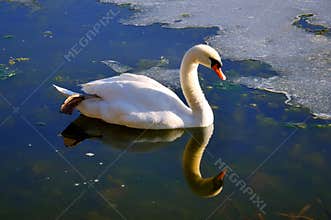 White swan