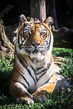Tiger looking at camera. Portrait. Vertical.
