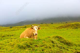 Azores - Pico island cow, Farm Animals in the wild, Stormy dark day