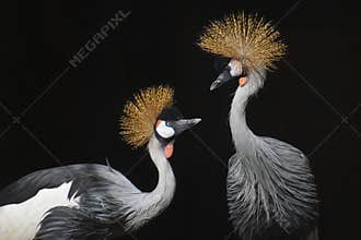 Beautiful crown crane