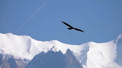 Big Eagle Bird Flying Over Himalayan Mountain Range