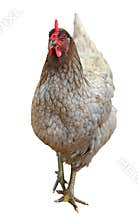 Beautiful chicken hen isolated on white background.