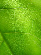 Leaf