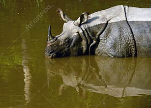One horned Rhinoceros 