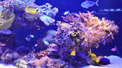 Tropical fish swimming in aquarium