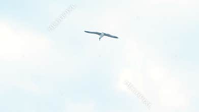 Seagull flying in the cloudy sky.