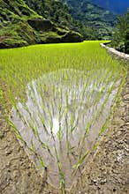 Philippines rice seedlings