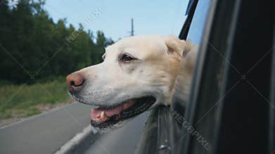 Curious dog breed labrador looks out the window of moving car. Domestic animal stuck his head out of auto to enjoy ride