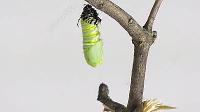 of monarch caterpillar turning into chrysalis
