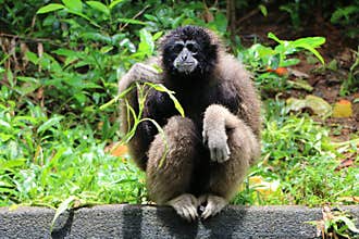 Gibbon Hylobates muelleri monkey