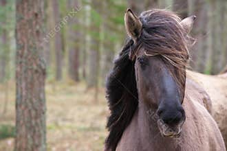 Young wild horse with its mane blowing in the wind