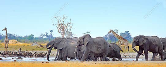 Landscape of a vibrant waterhole with elephants and giraffes in Hwange National Park, Zimbabwe