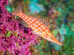 Longnose hawkfish, Oxycirrhites typus. SCUBA, Bali.