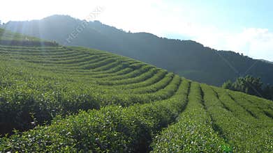 Beautiful landscape panorama view of 101 tea plantation in bright day on blue sky background , tourist attraction at Doi Mae Salon