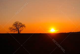 Backlit tree at sunset