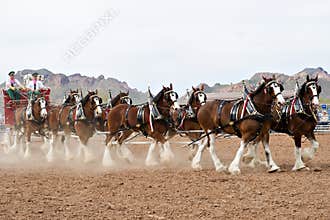 Budweiser Clydesdales