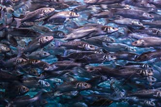 Shoal of fish