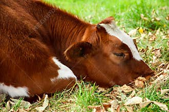 Sad and sick cattle, brown and white cow