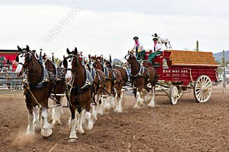 Budweiser Clydesdales