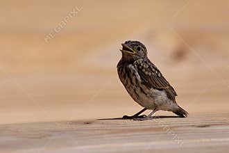 Spotted flycatcher chick
