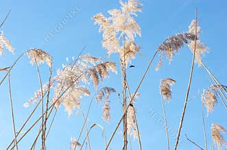 Reed against the blue sky