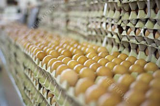 Hundreds of eggs awaiting buyers at a market