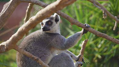 Ring-tailed lemur.