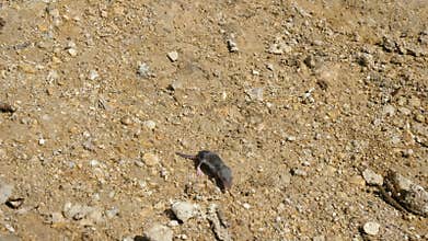 A little shrew runs along the ground.