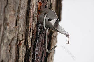 Maple Sugar Tap in Tree