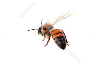 Flying bee
