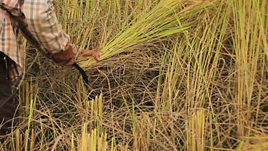Local Northern Thai local rice farmers harvesting, by hand, lush rice crops and laying them out to dry in the sun, Mae Hong Son